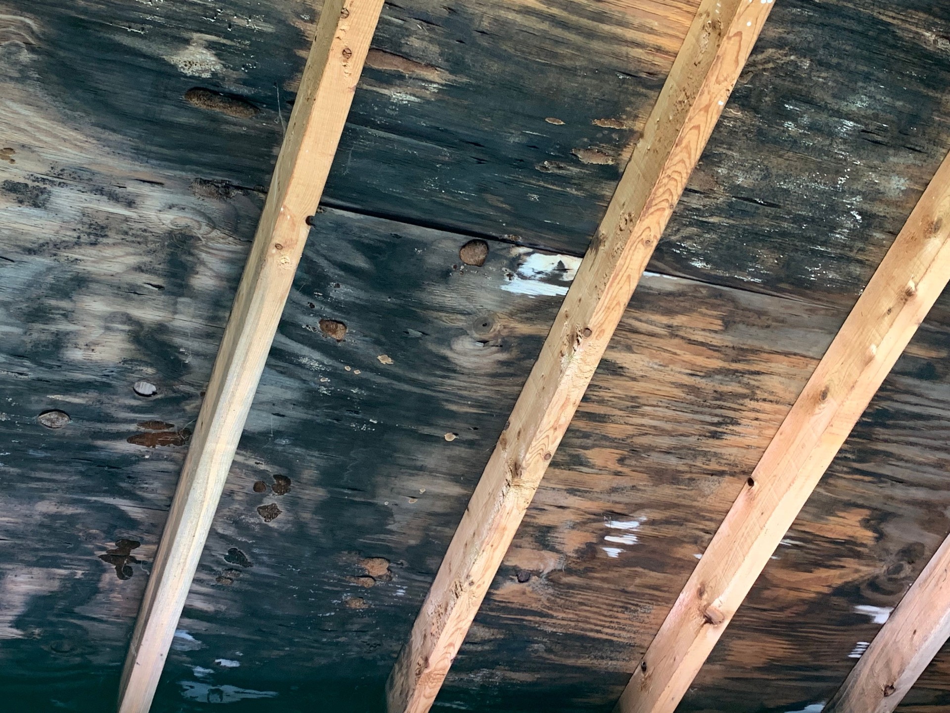 Black mold